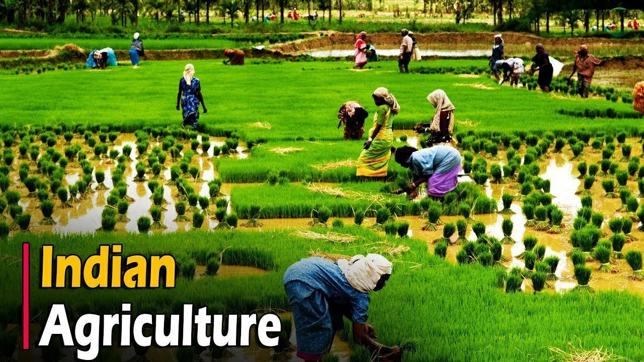 How Many Contribution Of Agriculture In Gdp